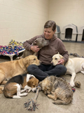 Support Our Senior Dogs
